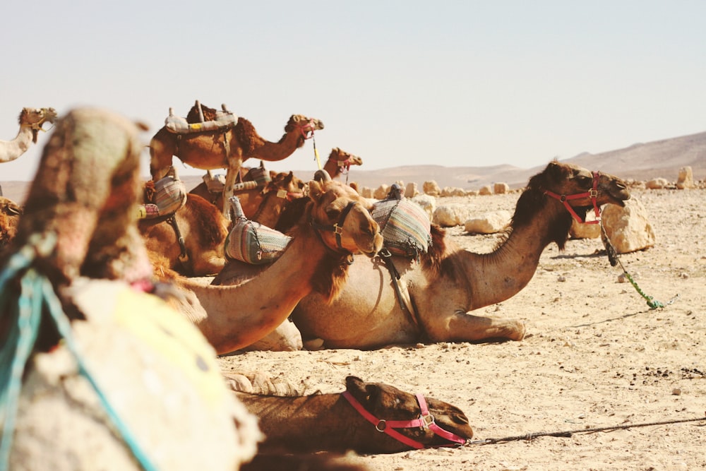 five camels on field